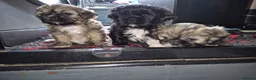 Shih Tzu dogs for sale: Shih Tzu puppies in Sheffield - Advert 1