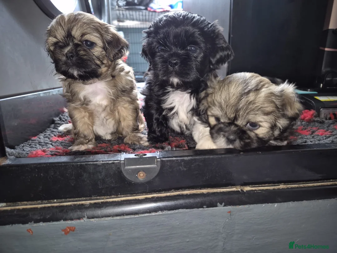 Shih Tzu dogs for sale: Shih Tzu puppies in Sheffield - Advert 1