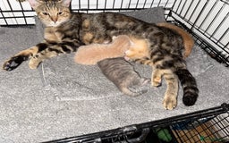 American Shorthair cats for sale: 4 stunning bsh x American short kittens avail - Image 35