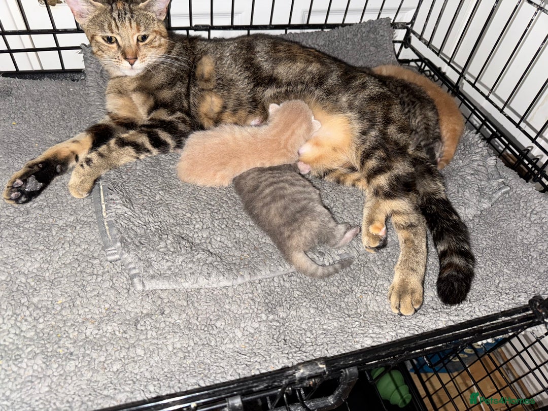 American Shorthair cats for sale: 4 stunning bsh x American short kittens avail - Image 35
