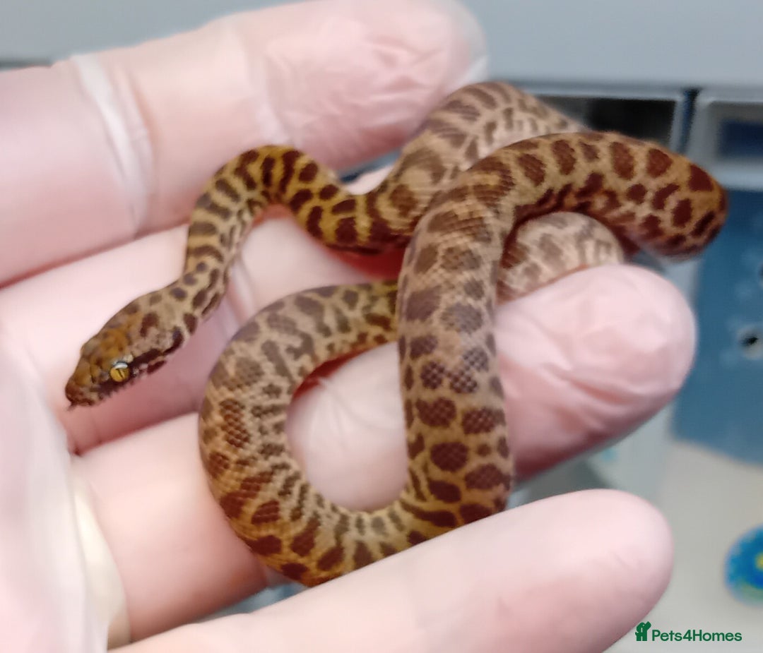 Python Snake reptiles for sale: Children's Python's Males and Females - Image 1