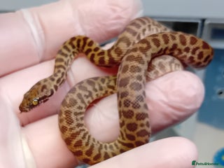 Python Snake reptiles - Advert 4