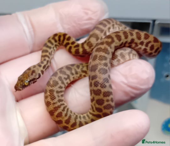 Python Snake reptiles - Advert 15