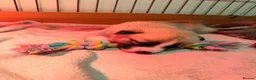 Pomsky dogs for sale: F2 Pomsky puppies in Brampton - Advert 8