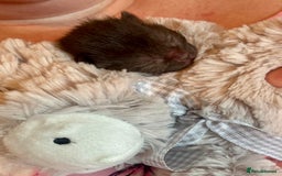 Domestic Shorthair cats for sale: 2 Female Kittens  - Image 10