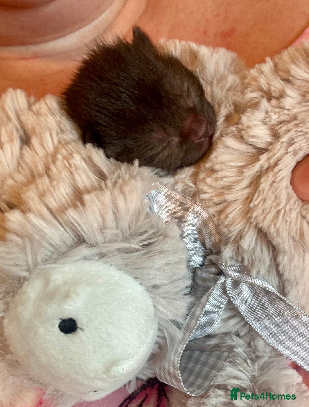 Domestic Shorthair cats for sale: 2 Female Kittens  - Image 10
