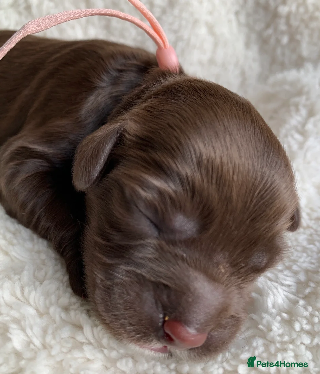 Cockapoo dogs for sale: Cockapoos Due 11th February- Waiting List Open - Advert 3