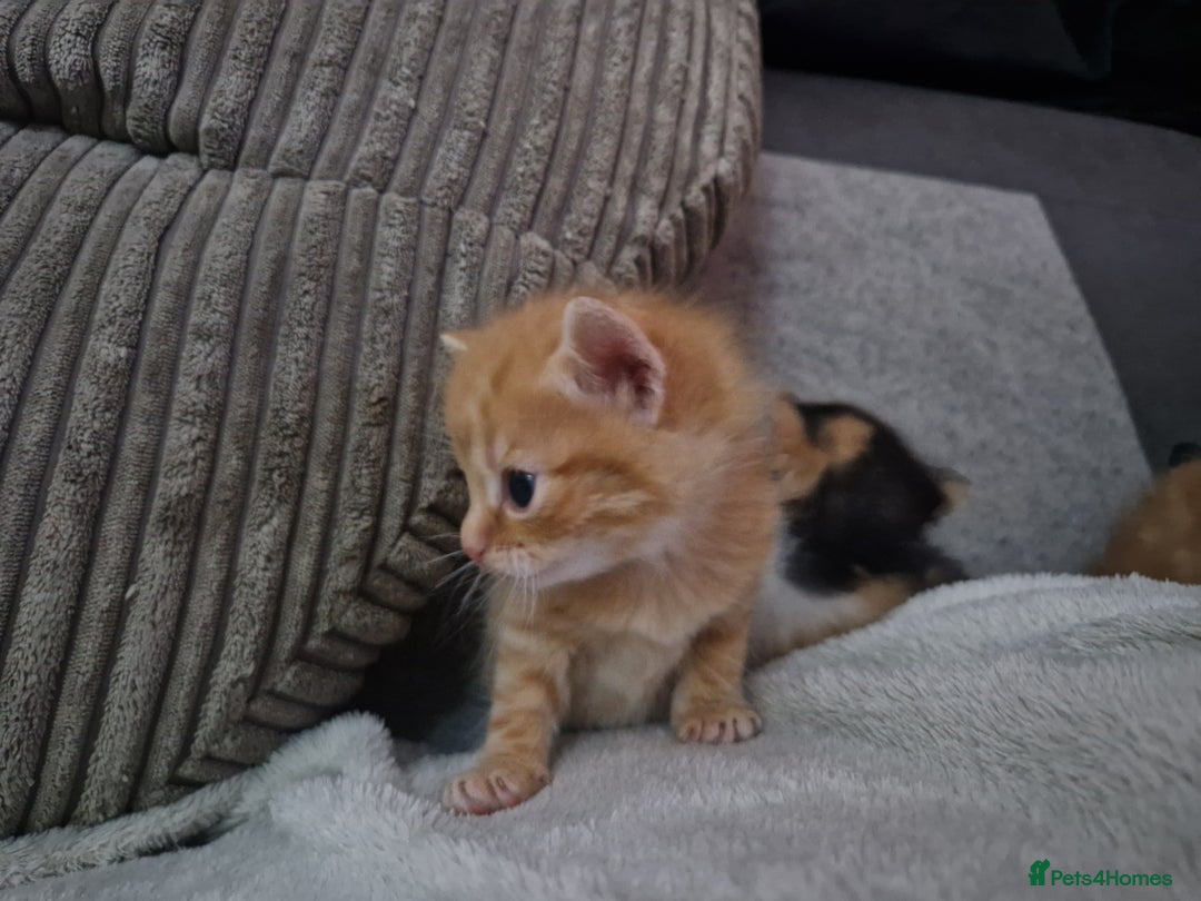 Mixed Breed cats for sale: 1 beautiful ginger&white kitten - Advert 4
