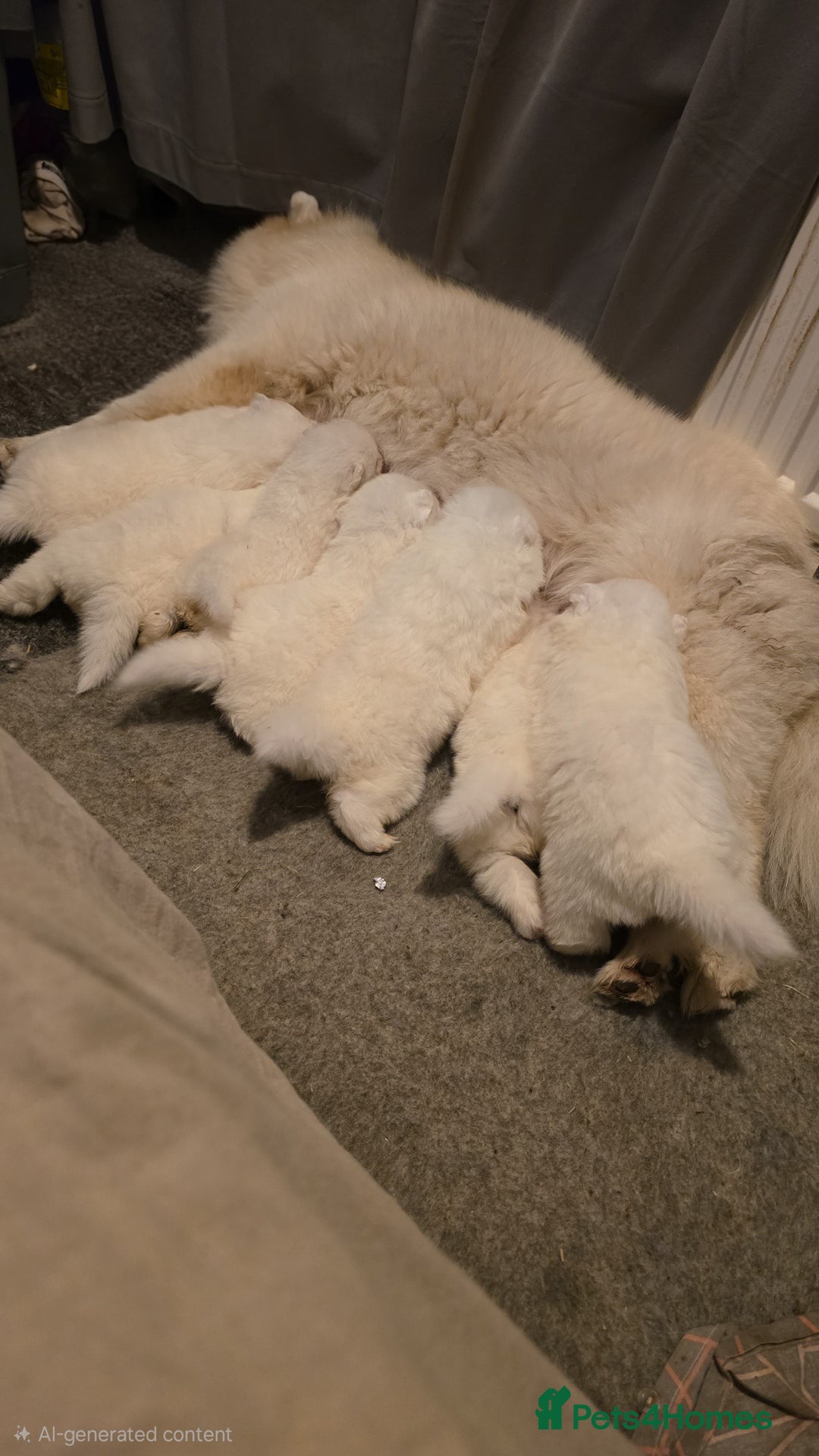 Samoyed dogs for sale: Registered samoyed puppies  - Advert 3