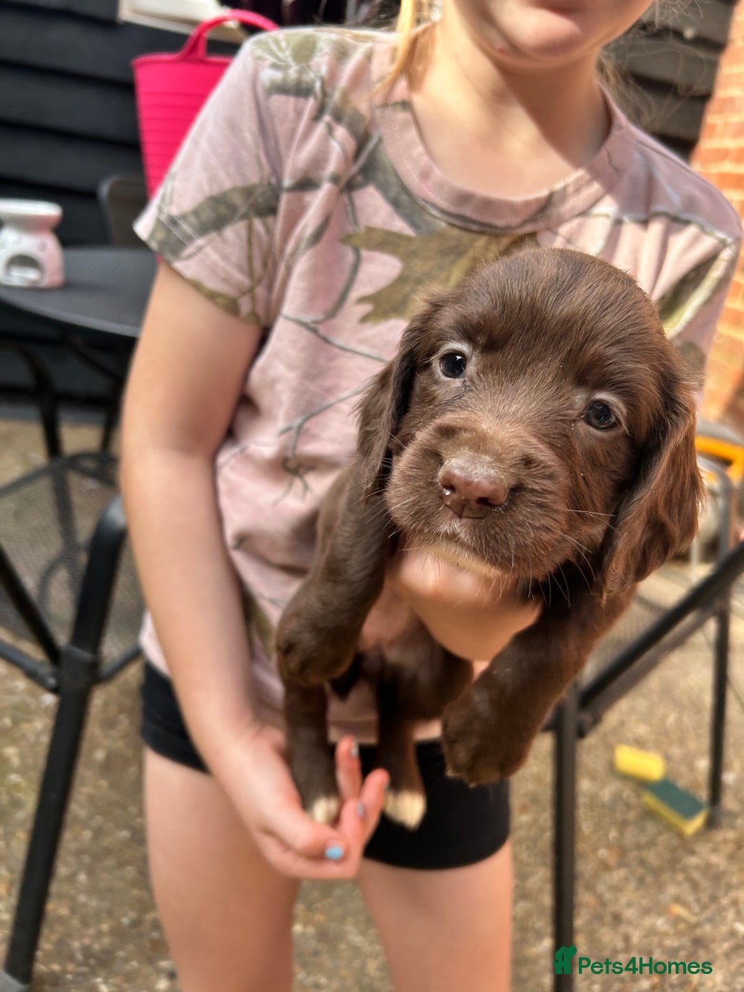 Sprocker dogs for sale: Sprocker Spaniel Puppies - Image 1