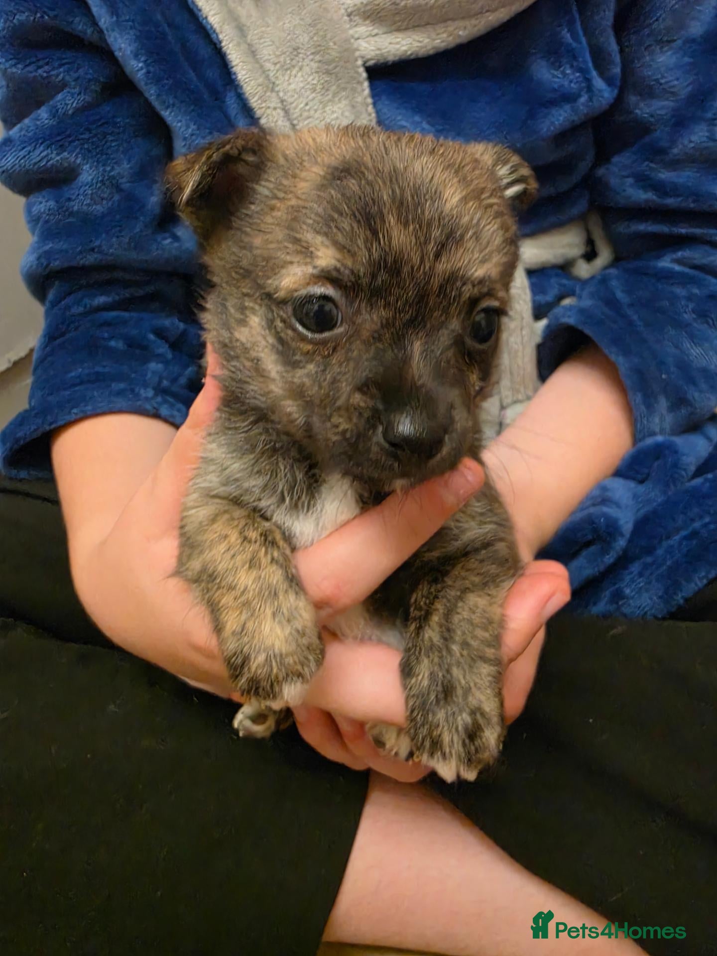 Chihuahua dogs VERY RARE Brindle Chihuahua Puppies - Advert 1