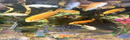 Cichlids fish for sale: Baby chichlids in Wellingborough - Advert 3