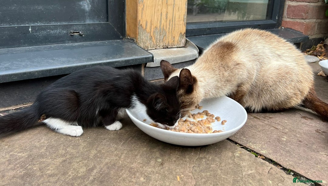 Mixed Breed cats for sale: Farm kittens looking for homes - Image 2