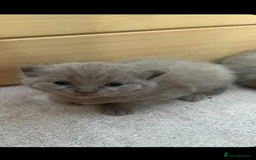 British Shorthair cats for sale: British shorthair kittens  - Image 7