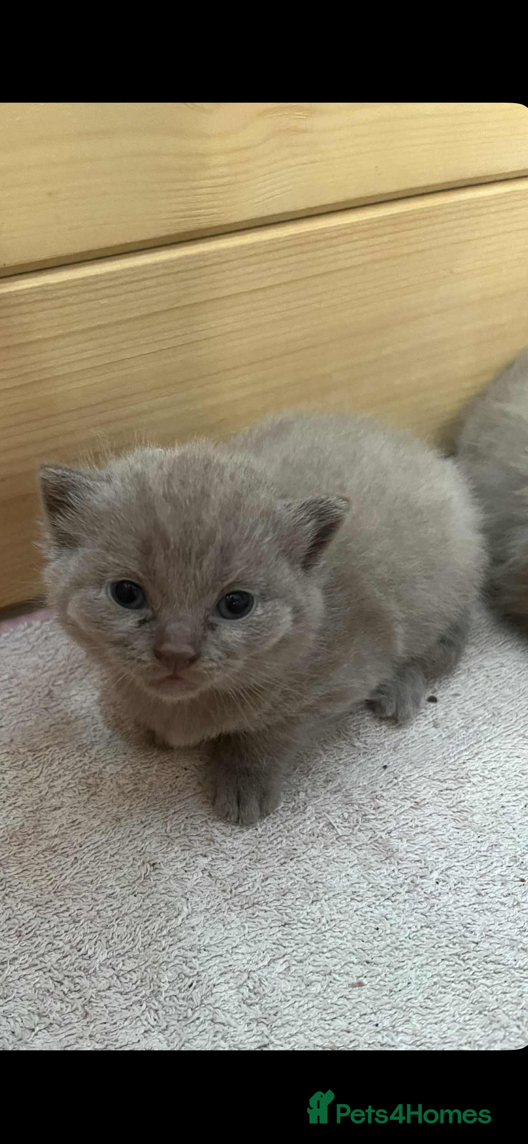 British Shorthair cats for sale: British shorthair kittens  - Image 7