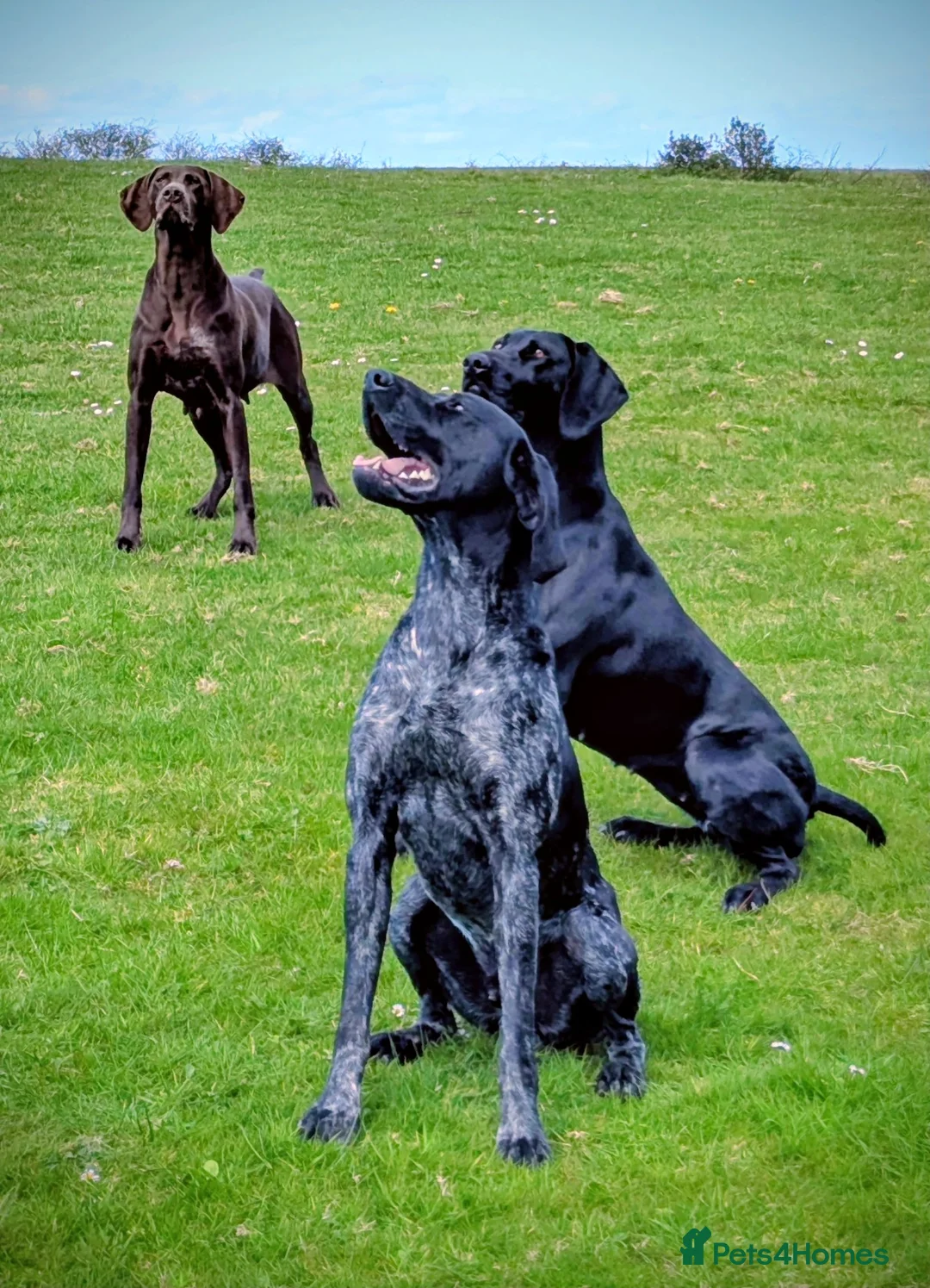 German Shorthaired Pointer dogs for sale: Fantastic KC registered Solid working GSP's. - Advert 13