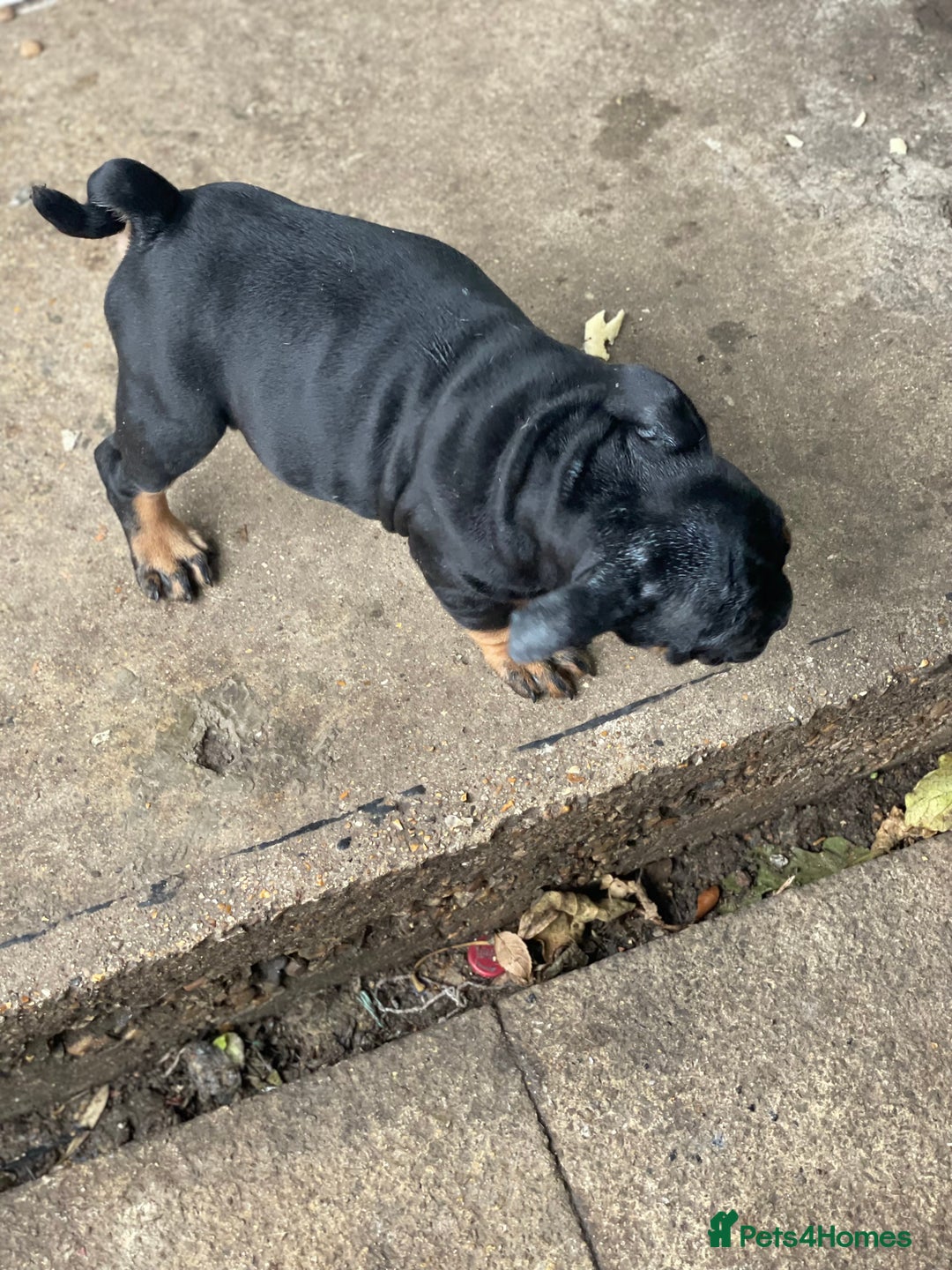 English Bulldog dogs for sale: Old British bull puppies - Image 5