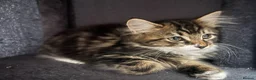 Mixed Breed cats for sale: Fluffy Kittens for sale - Advert 30
