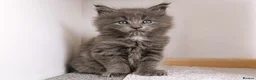 Maine Coon cats for sale: DNA health tested Maine coon kittens  - Advert 6