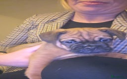 Frug dogs for sale: Frug boy - Advert 3