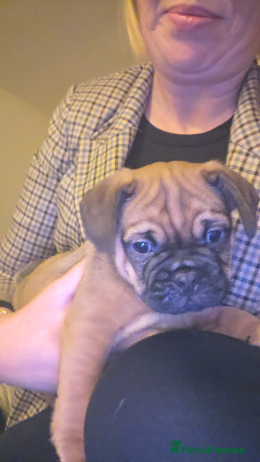 Frug dogs for sale: Frug boy - Advert 3