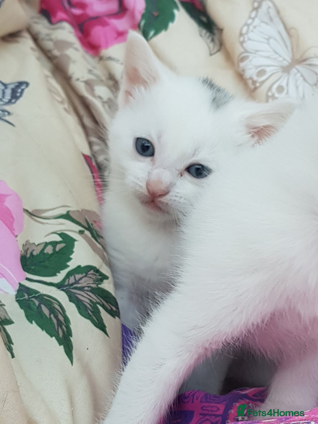 Mixed Breed cats for sale: Khao Manee kittens  - Image 6