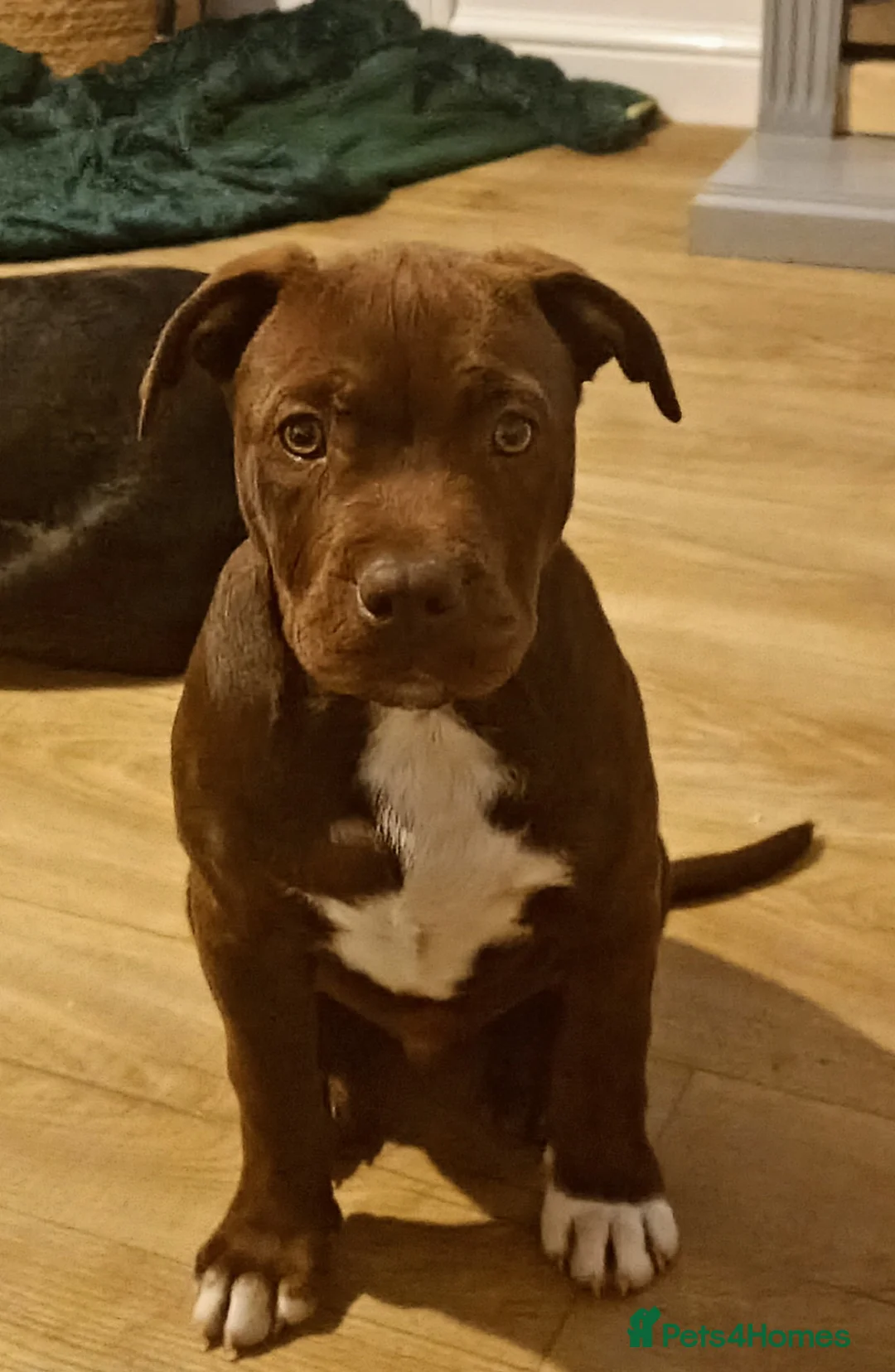 Mixed Breed dogs for sale: Male Chocolate staffy x puppy  - Advert 1