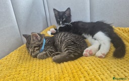 Mixed Breed cats for sale: 2 Kittens  - Image 1