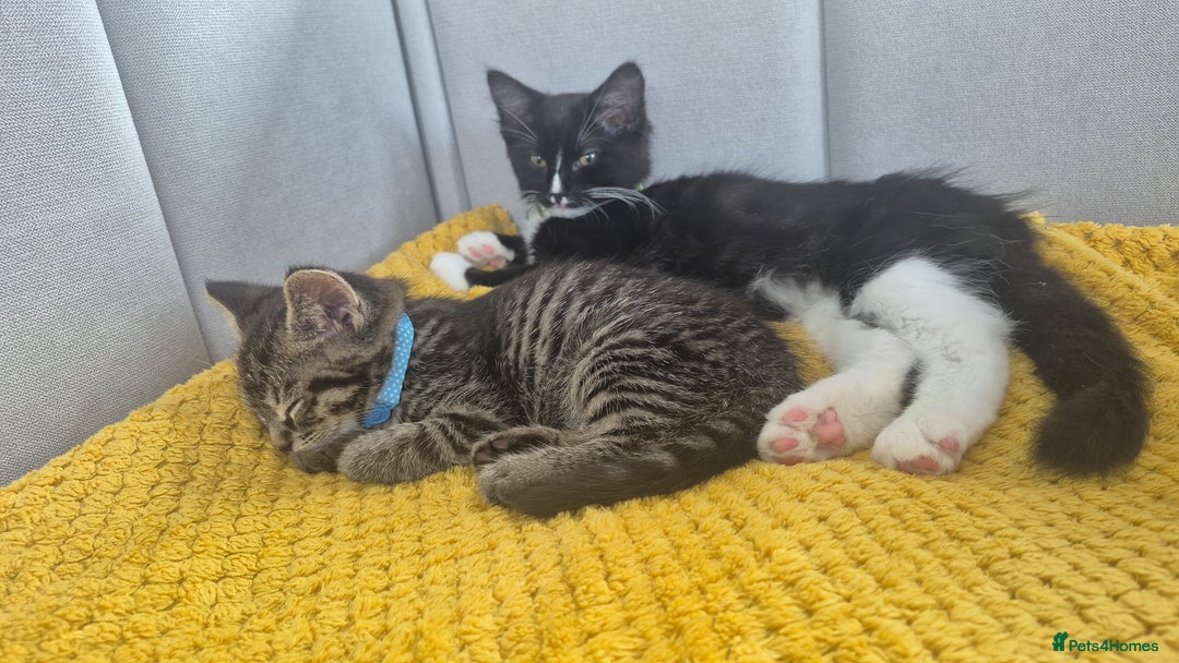 Mixed Breed cats for sale: 2 Kittens  - Image 1