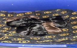 Cocker Spaniel dogs for sale: 7 beautiful cocker spaniel puppies black/brown - Advert 3