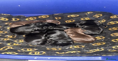 Cocker Spaniel dogs 7 beautiful cocker spaniel puppies black/brown - Advert 4