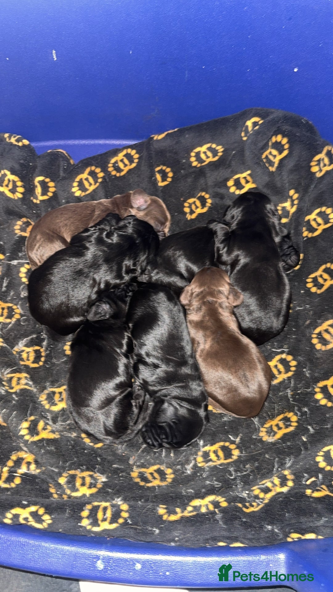 Cocker Spaniel dogs for sale: 7 beautiful cocker spaniel puppies black/brown - Advert 3