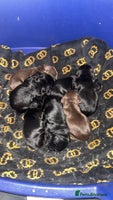 Cocker Spaniel dogs 7 beautiful cocker spaniel puppies black/brown - Advert 10