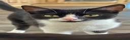 Mixed Breed cats for sale: Kittens for sale in Driffield - Advert 1