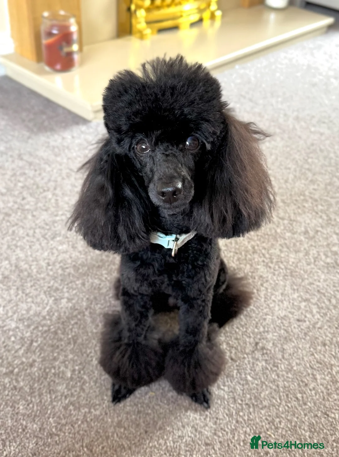 Toy Poodle dogs for stud: KC TOY POODLE STUD £400 - Advert 2