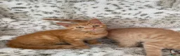 Mixed Breed cats for sale: Fluffy cream ginger girls  mixed with BSH kittens  - Advert 26