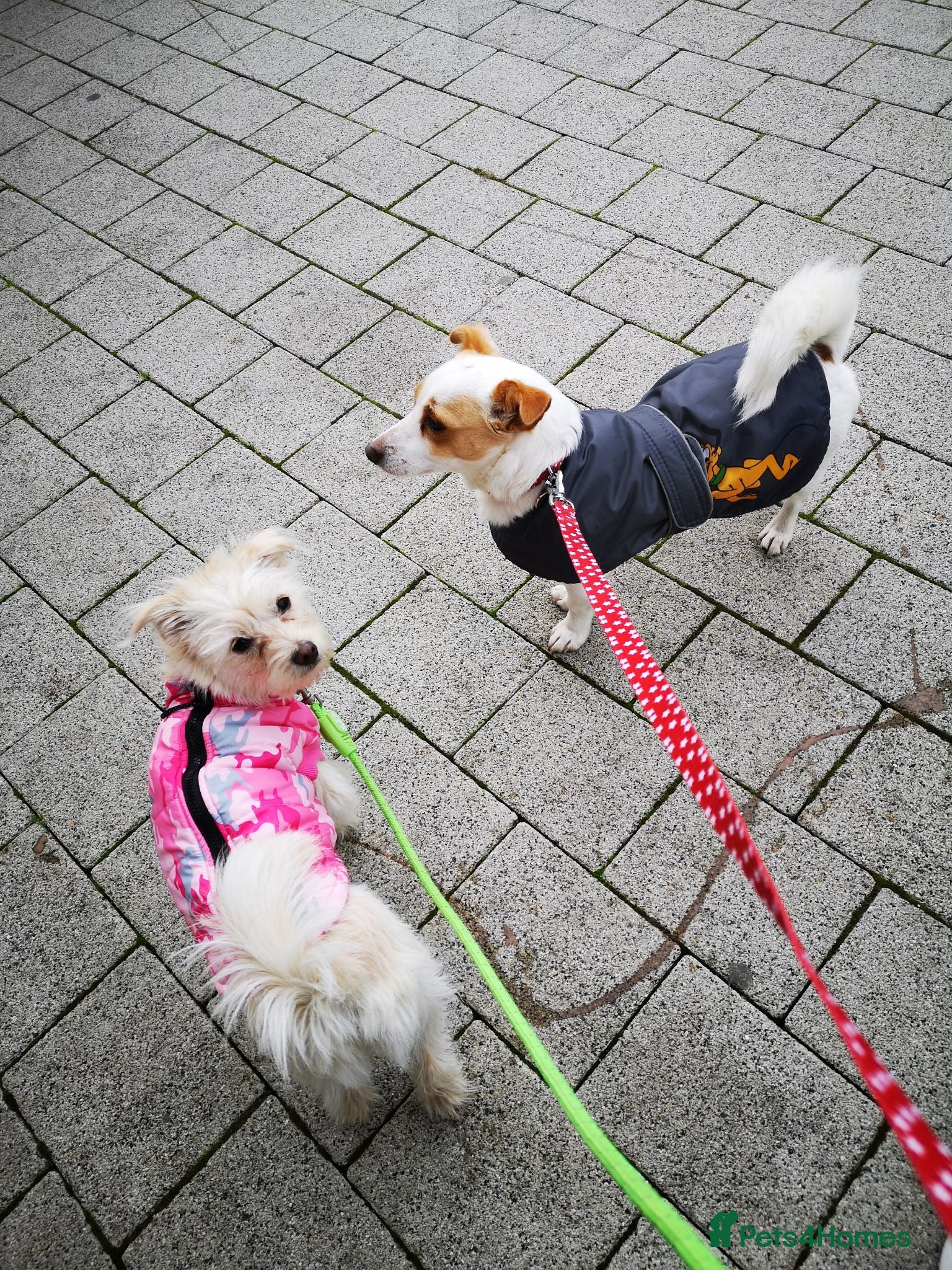 Mixed Breed dogs Two female adult dogs HAVE TO GO TOGETHER - Advert 5