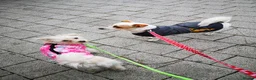 Mixed Breed dogs for sale: Two female adult dogs HAVE TO GO TOGETHER - Advert 1