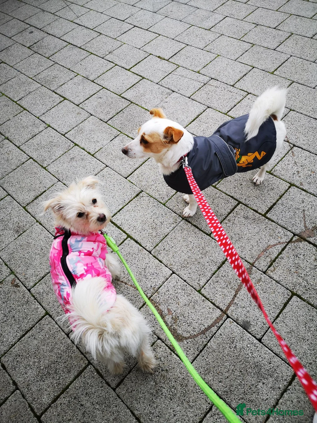 Mixed Breed dogs for sale: Two female adult dogs HAVE TO GO TOGETHER - Advert 1