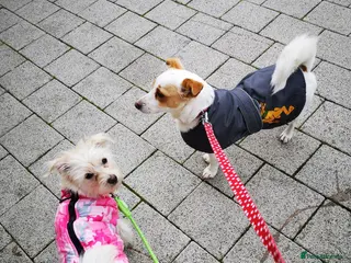 Mixed Breed dogs Two female adult dogs HAVE TO GO TOGETHER - Advert 17