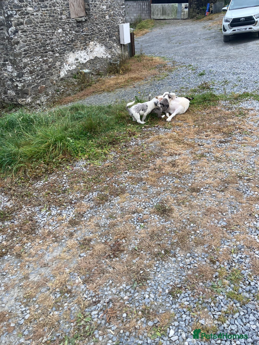 Border Collie dogs for sale: Blue Merle collies  - Image 2