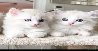 Ragdoll cats - Advert 16