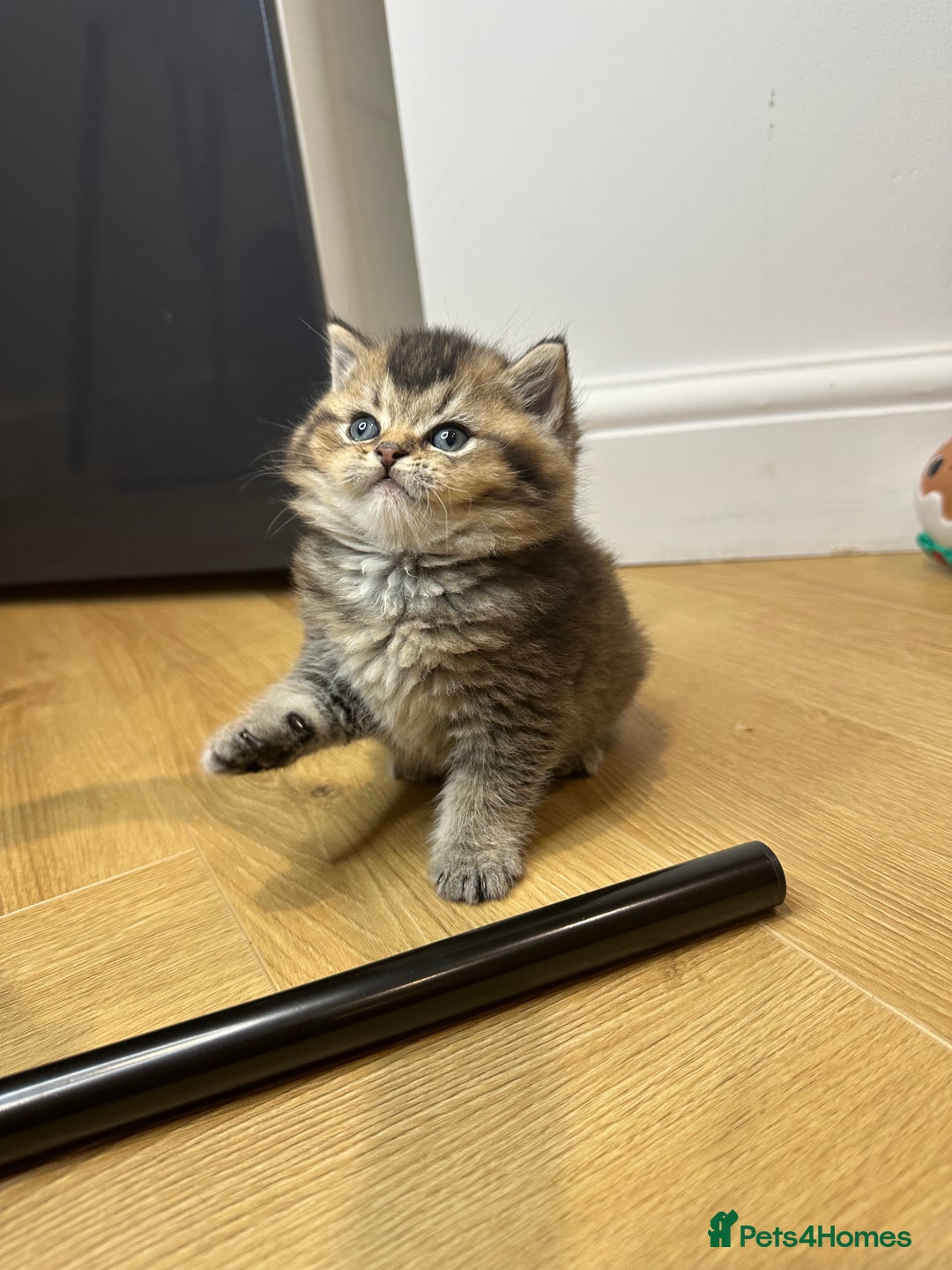 British Shorthair cats for sale: Gorgeous Brown Tabby BSH Kittens - Advert 17