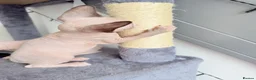 Sphynx cats for sale: Adorable sphynx kittens❤️ - Advert 17