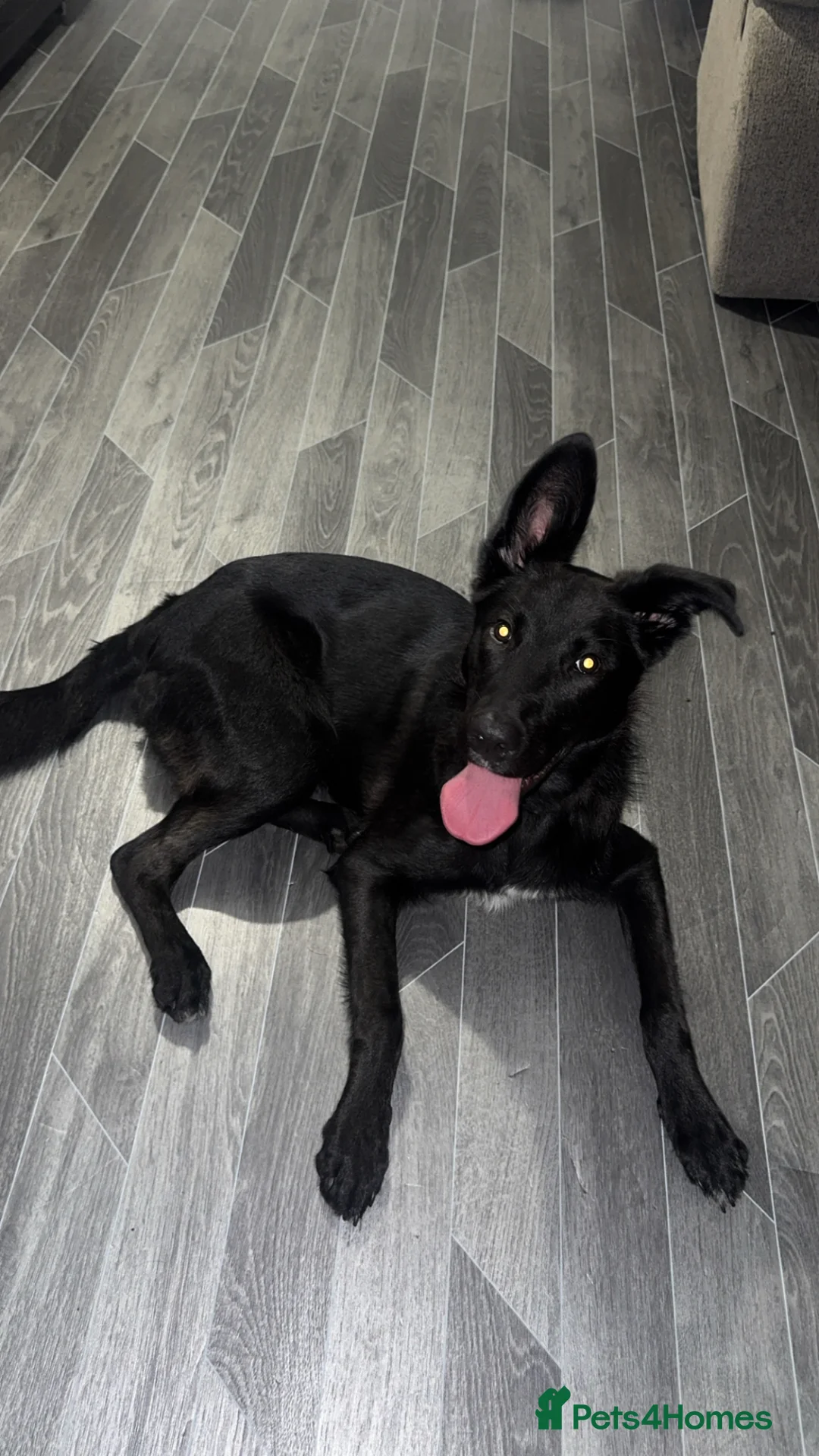 Mixed Breed dogs for sale: 8 Month Old German Shepherd Mix - Advert 7