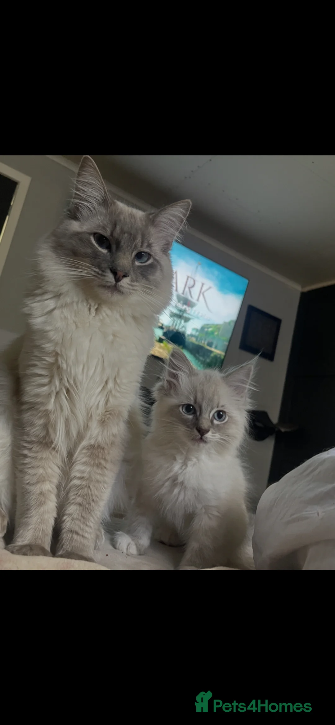 Ragdoll cats for sale: Lilac female ragdoll kitten - Advert 2
