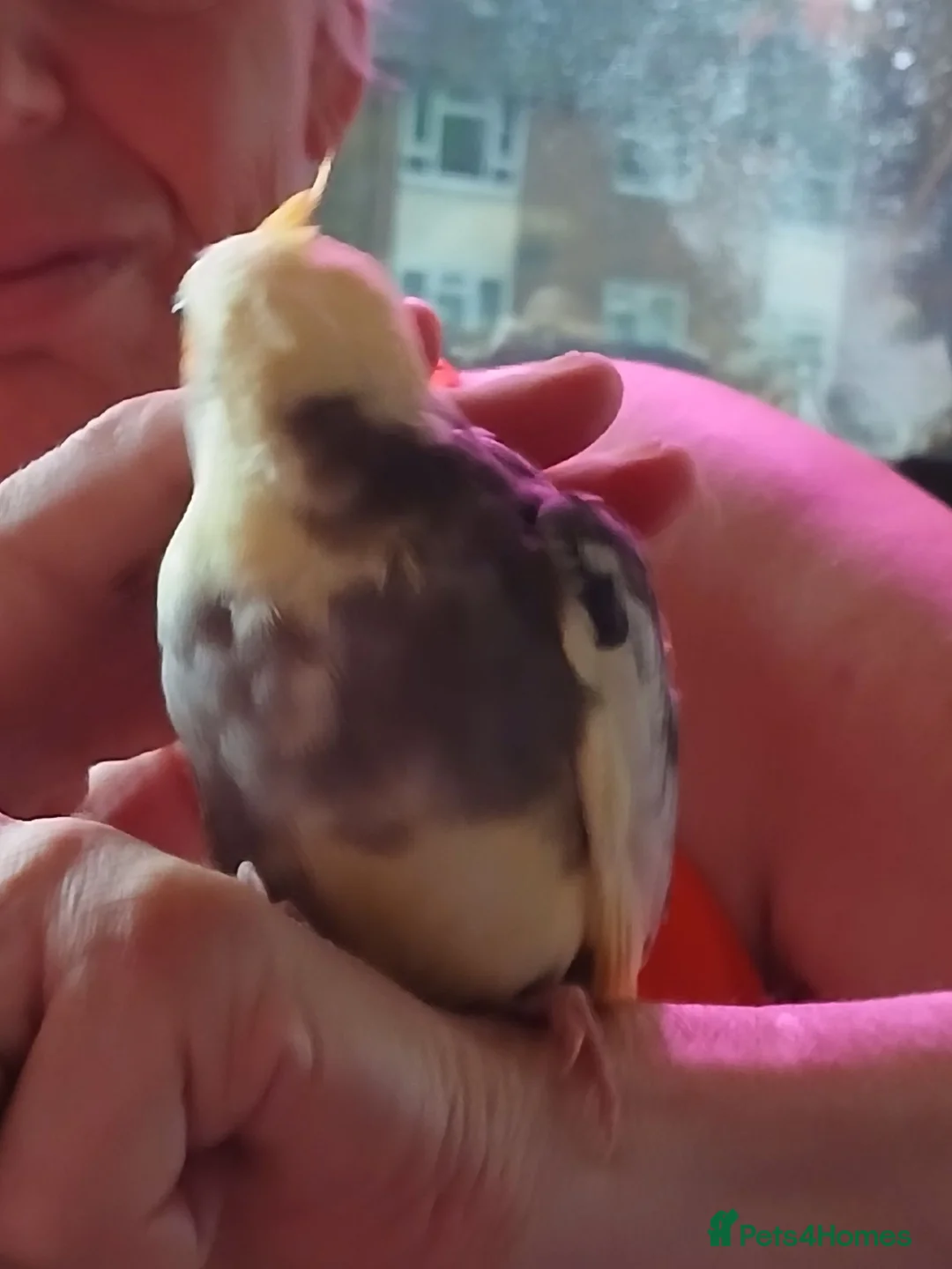 Cockatiels birds for sale: Bobby  - Advert 2
