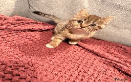 Mixed Breed cats for sale: 4x Himalayan x marble bengal x. Free 4w insurance  - Image 16
