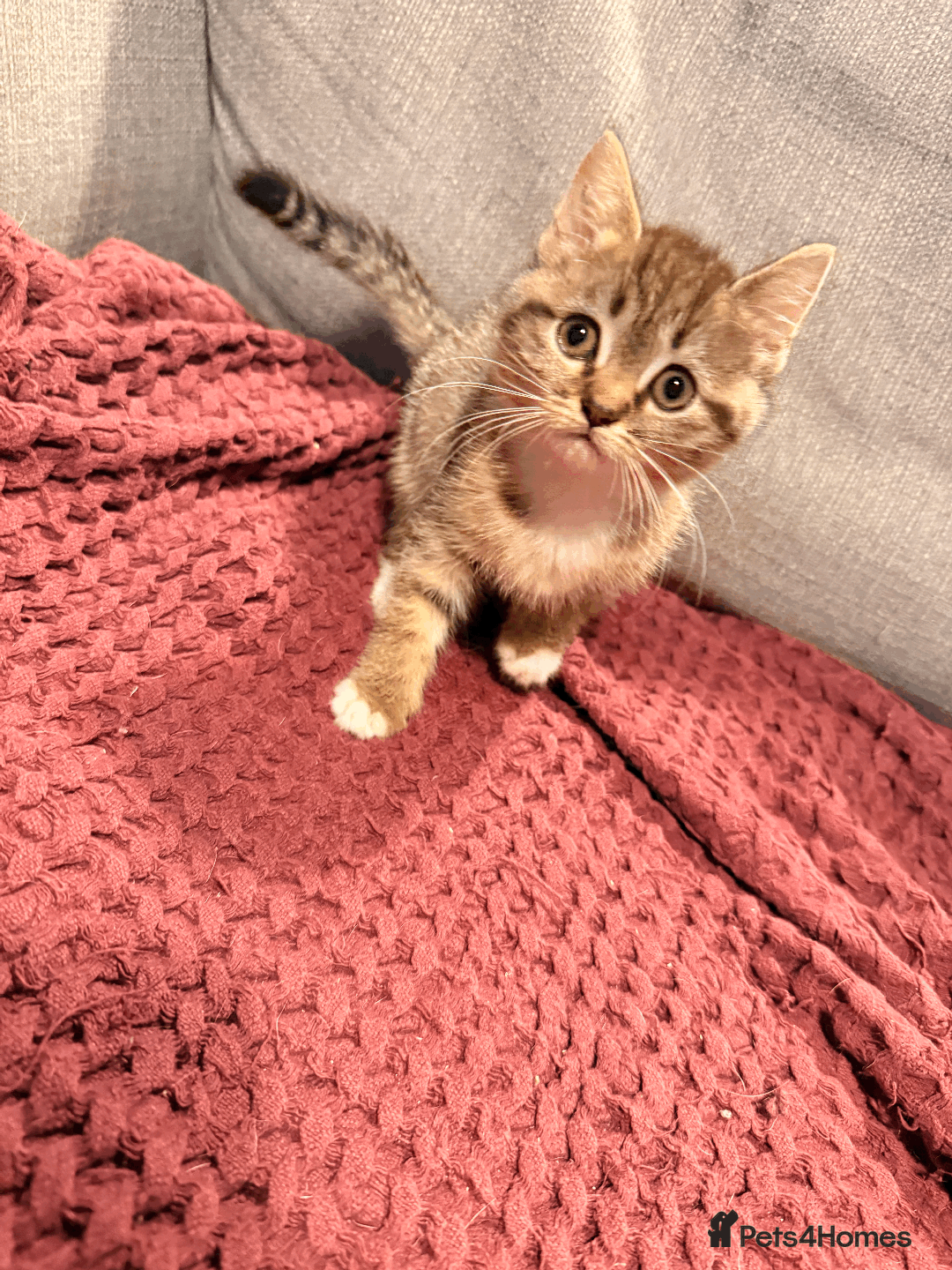 Mixed Breed cats for sale: 4x Himalayan x marble bengal x. Free 4w insurance  - Image 16