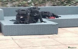 Cane Corso dogs for sale: Cane Corso puppies 14/11/25 - Image 5
